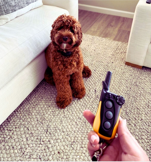 Электроошейник Dogtra IQ Mini 020236 купить в интернет магазине